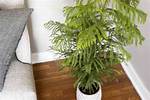 Indoor Pine Tree