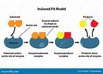 Induced Fit Model