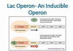 Inducible Operon