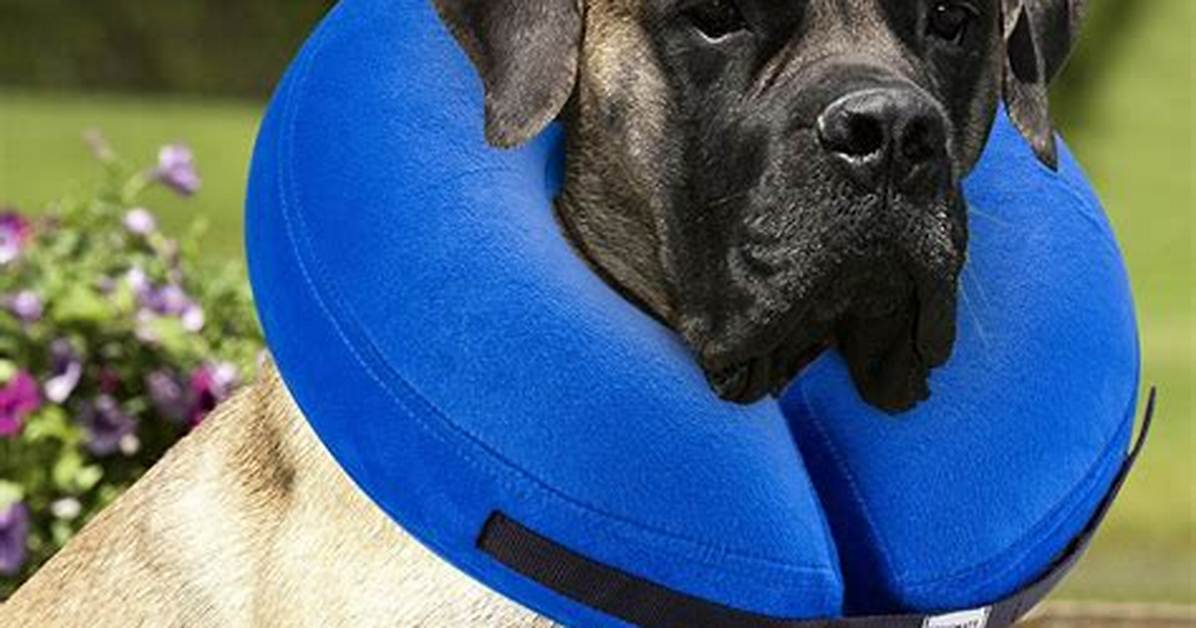 Inflatable E Collar