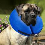 Inflatable E Collar