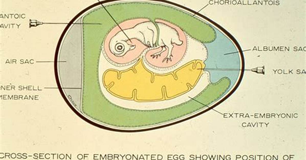 Inoculation in Embryonated Eggs?