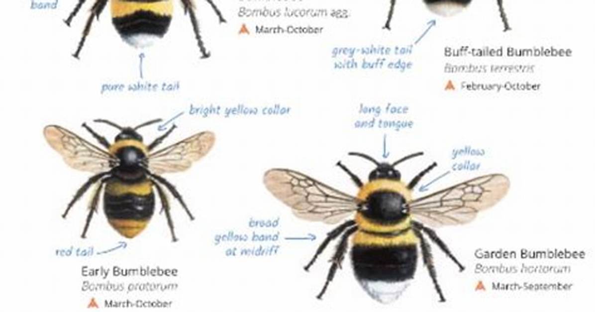 Insect That Buzzes