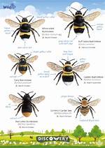 Insect That Buzzes