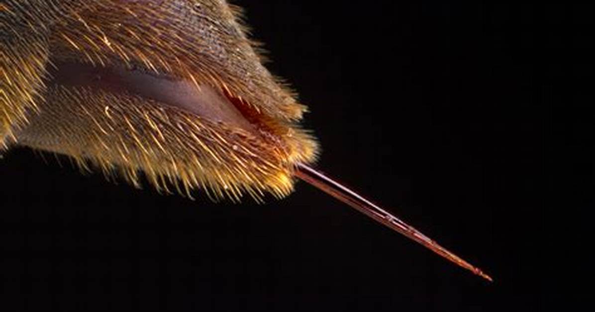 Insect with a Stinger