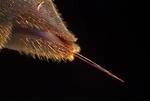 Insect with a Stinger