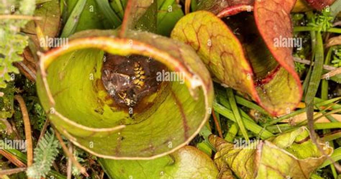 Inside Pitcher Plant