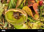 Inside Pitcher Plant
