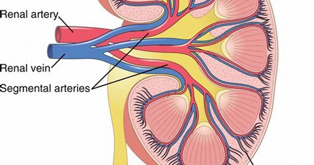 Interlobular Artery