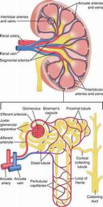 Interlobular Artery