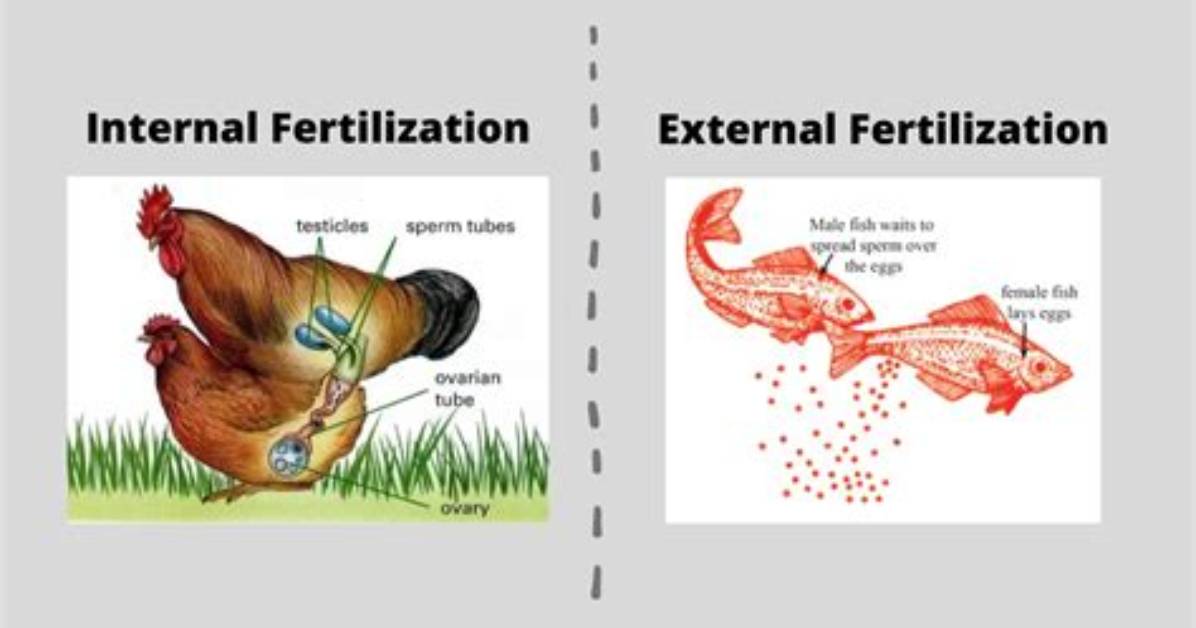 Internal Fertilization Animals