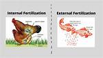 Internal Fertilization Animals