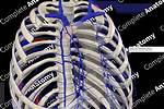 Internal Thoracic Vein