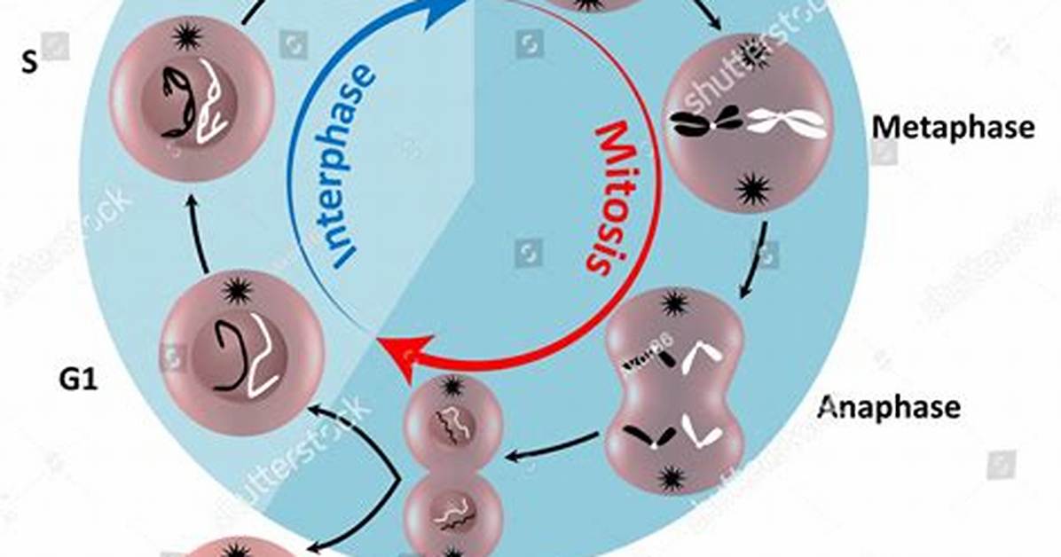 Interphase G1