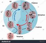 Interphase G1