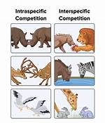 Interspecific Competition Examples