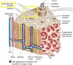 Interstitial Lamellae