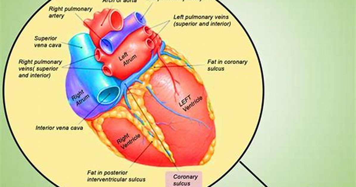 Interventricular Sulcus
