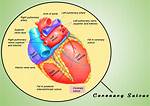 Interventricular Sulcus