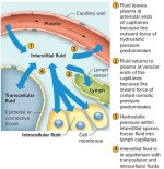 Intracellular Fluid