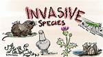 Invasive Synonym