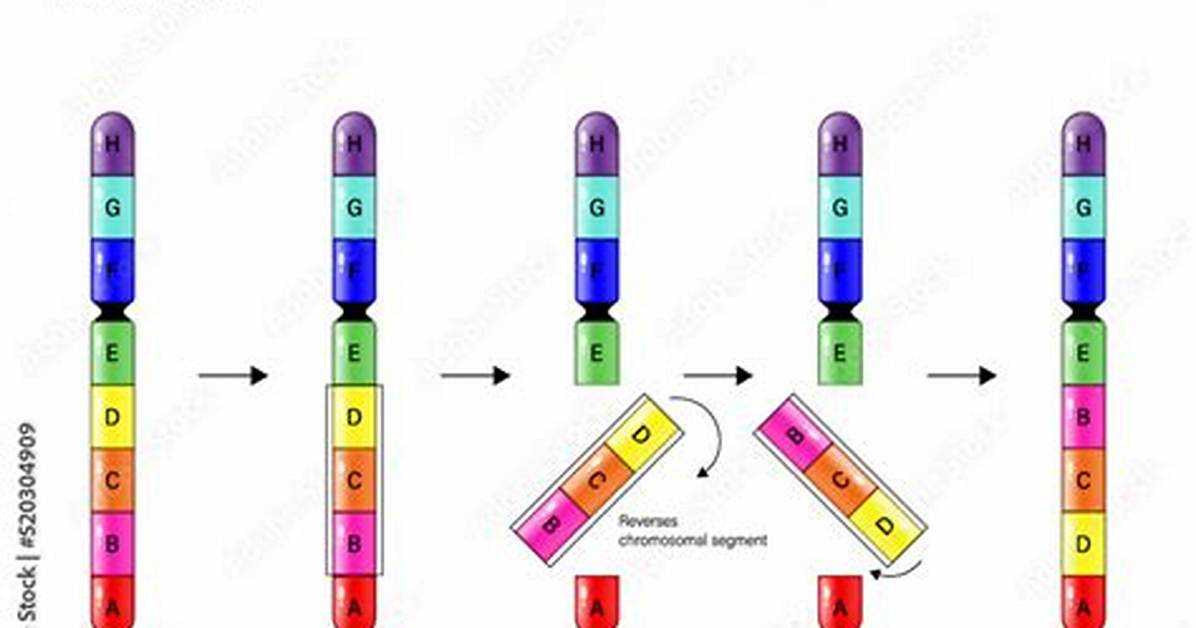 Inversion Mutation