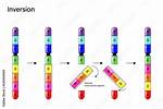 Inversion Mutation