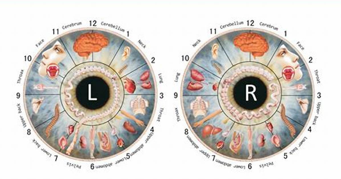 Iridology Chart