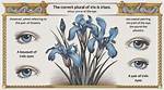 Iris Plural