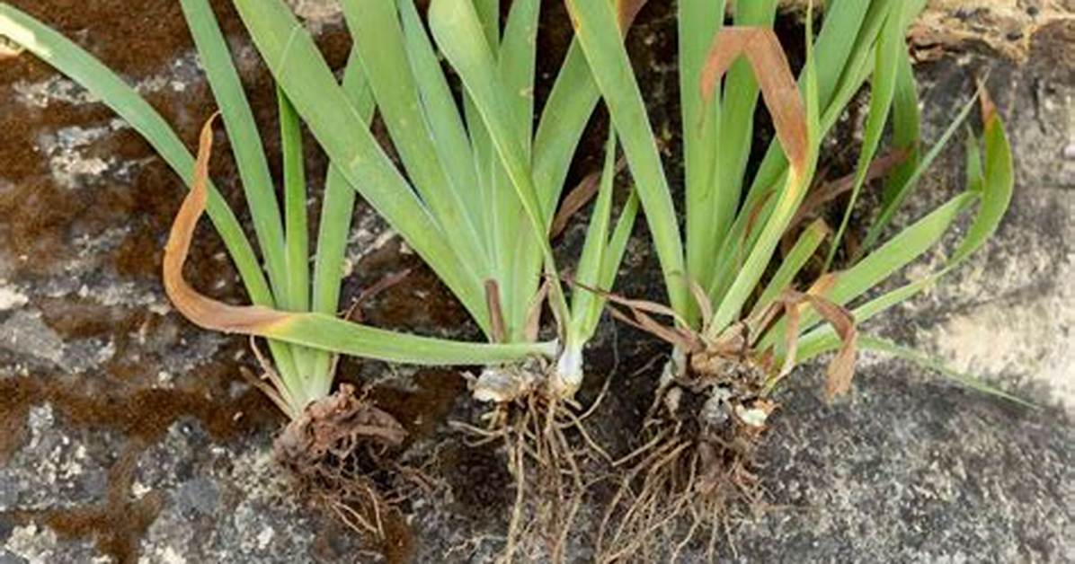 Iris Rhizomes
