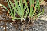 Iris Rhizomes