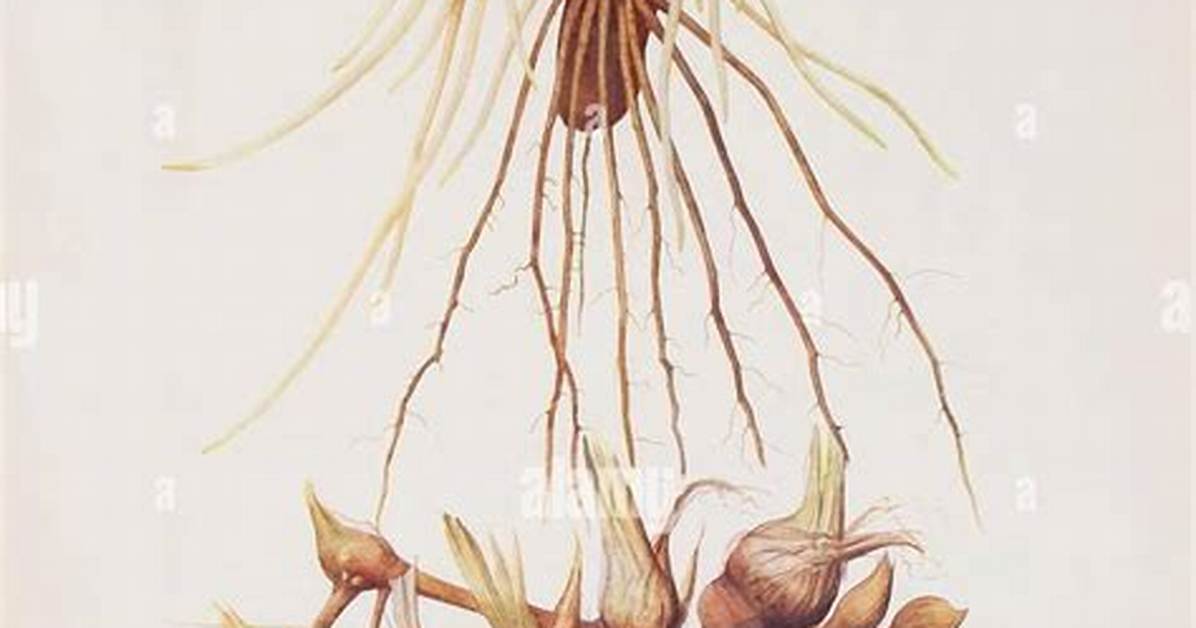 Iris Roots