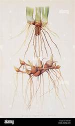 Iris Roots