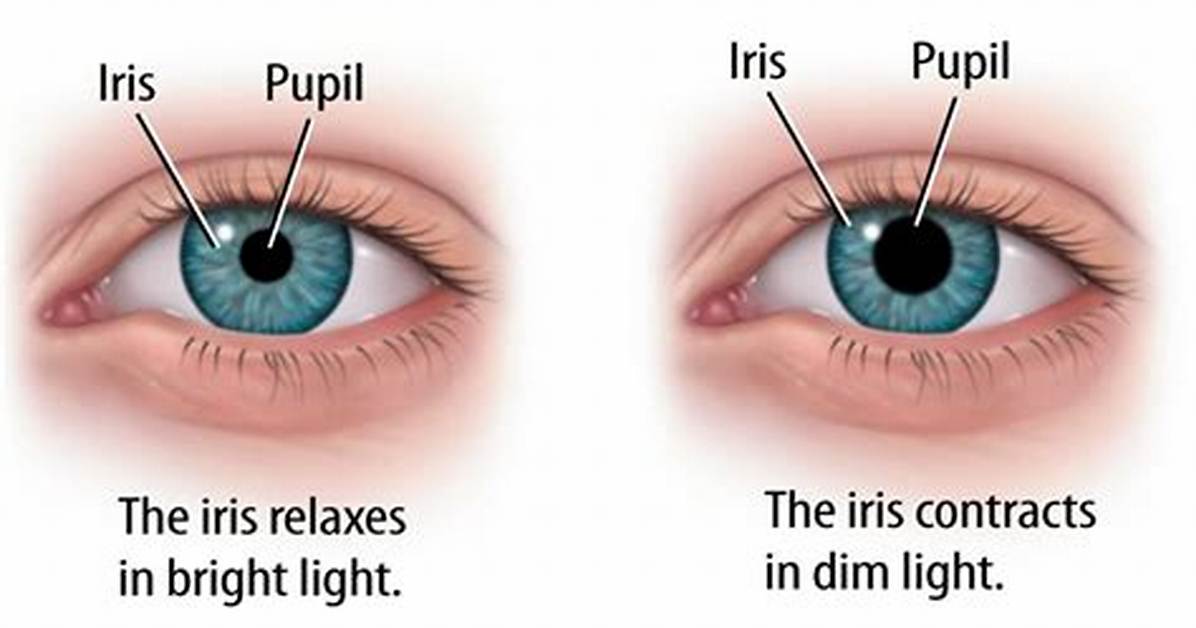 Iris vs Pupil