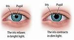 Iris vs Pupil