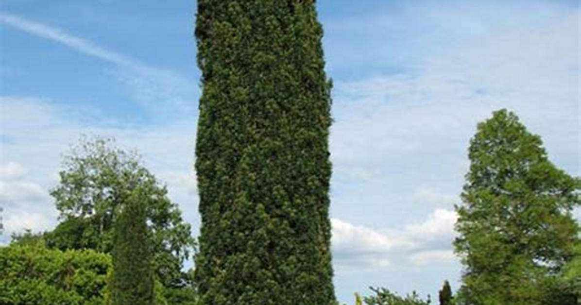Irish Yew