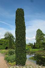 Irish Yew