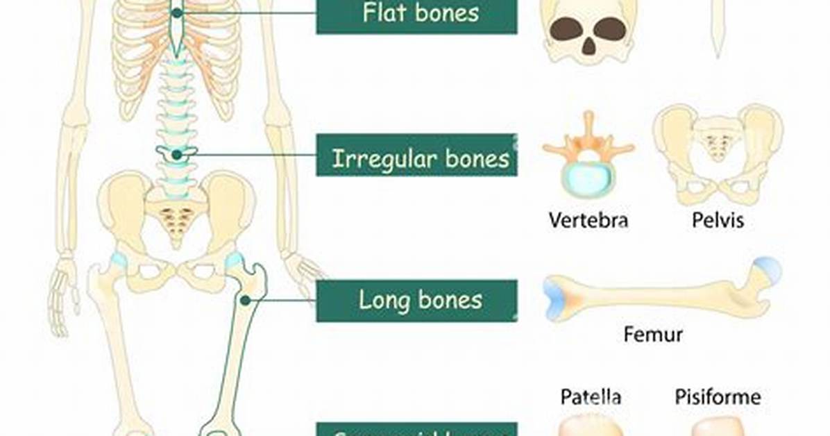 Irregular Bone