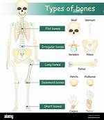 Irregular Bone