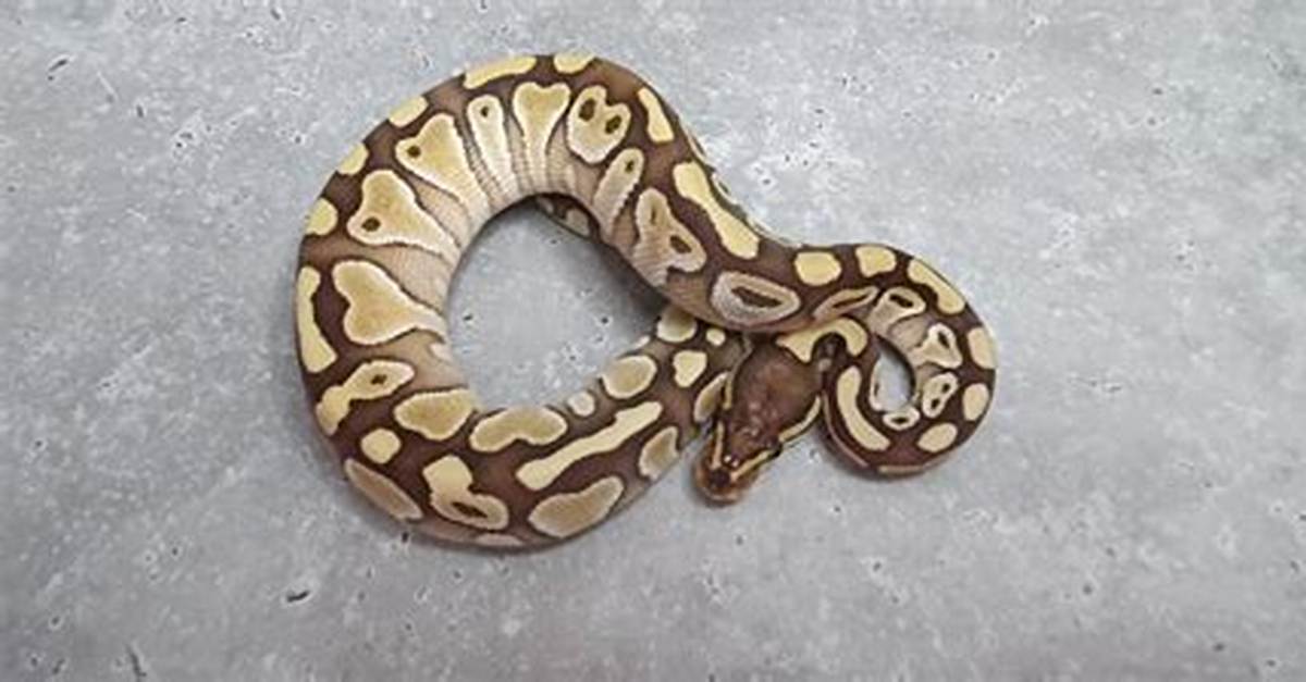 Is a Ball Python a Colubrid?