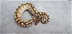 Is a Ball Python a Colubrid?