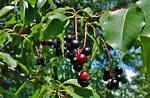 Is a Black Cherry