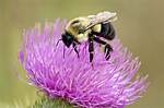 Is a Bumblebee a Bug?