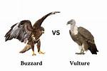 Is a Buzzard a Vulture?