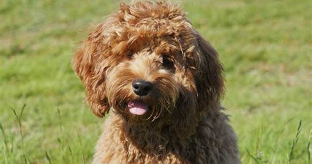 Is a Cockapoo Hypoallergenic?