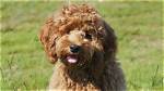 Is a Cockapoo Hypoallergenic?