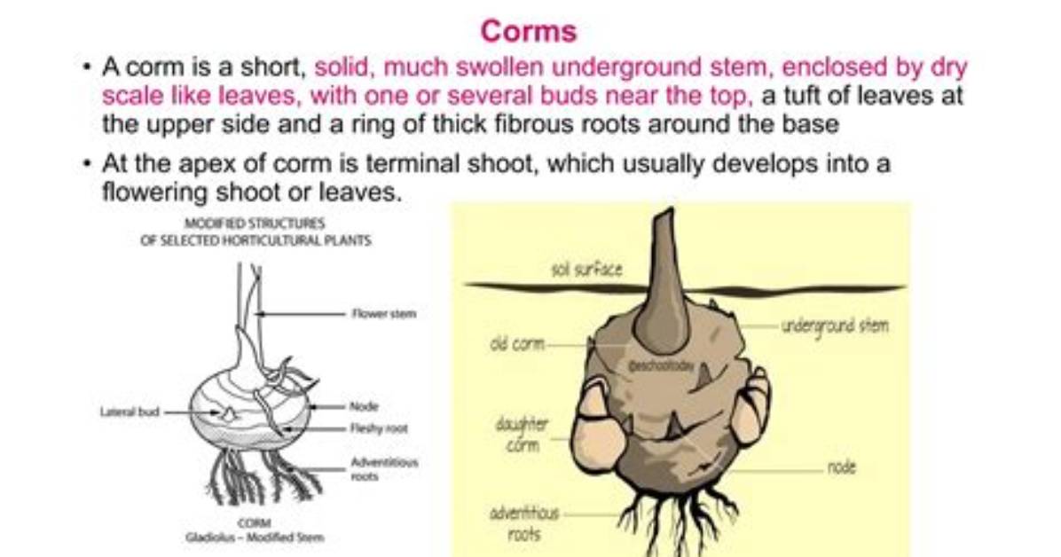 Is a Corm a Root