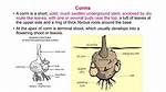 Is a Corm a Root