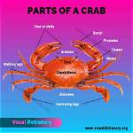 Is a Crab Shell a Bone