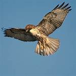 Is a Hawk Eukaryotic
